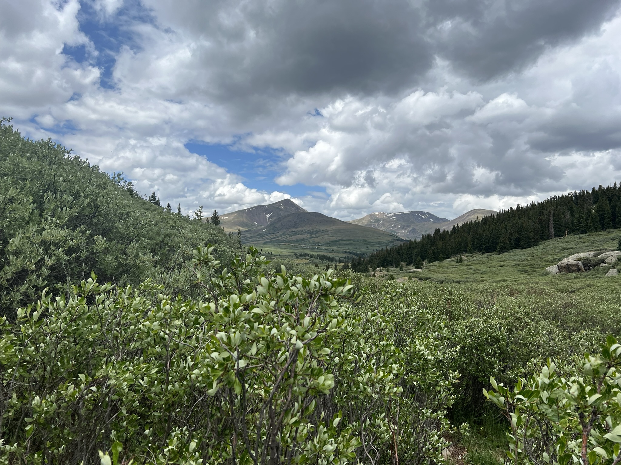 Middle of the willows