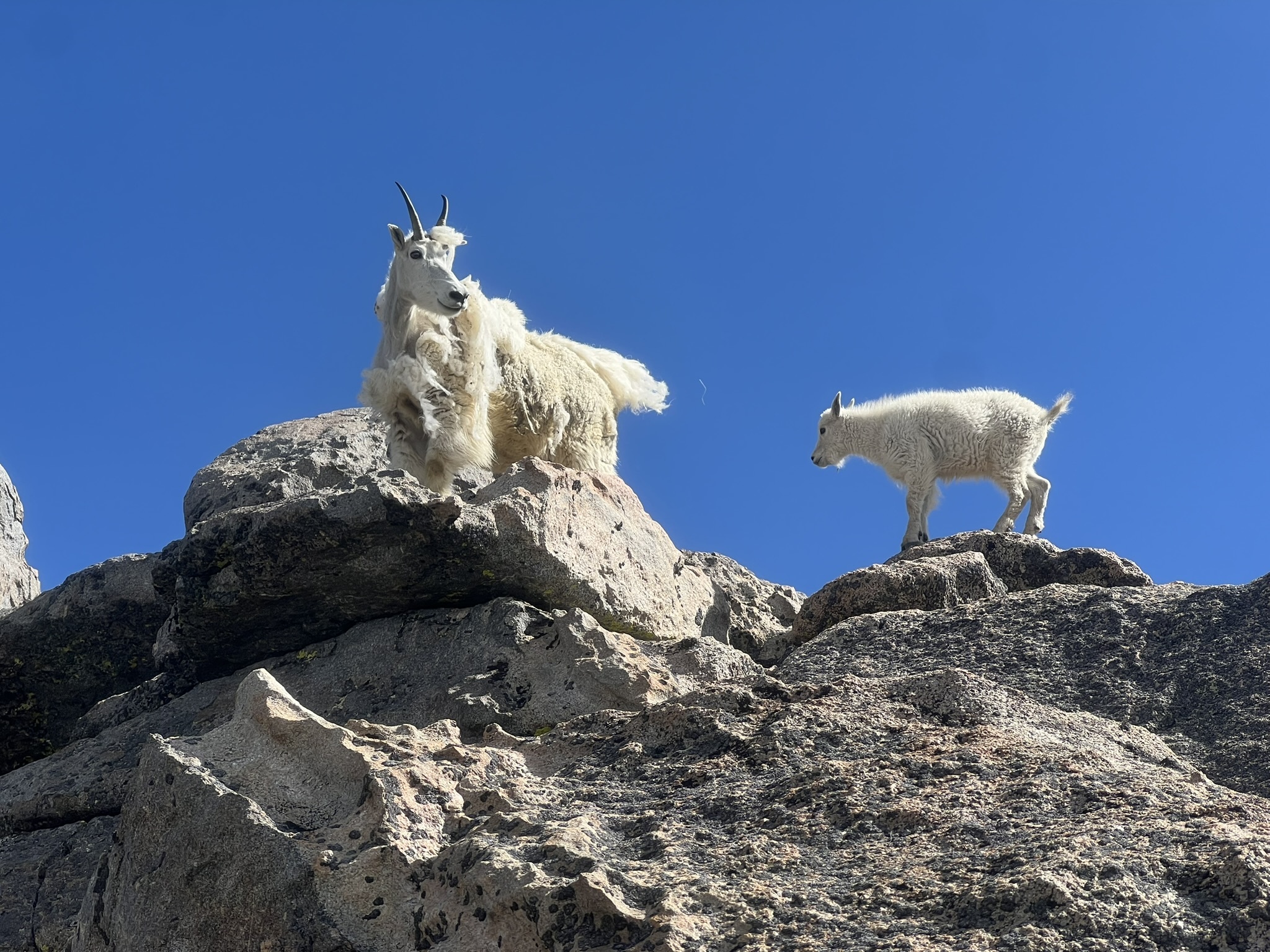 Mountain goats