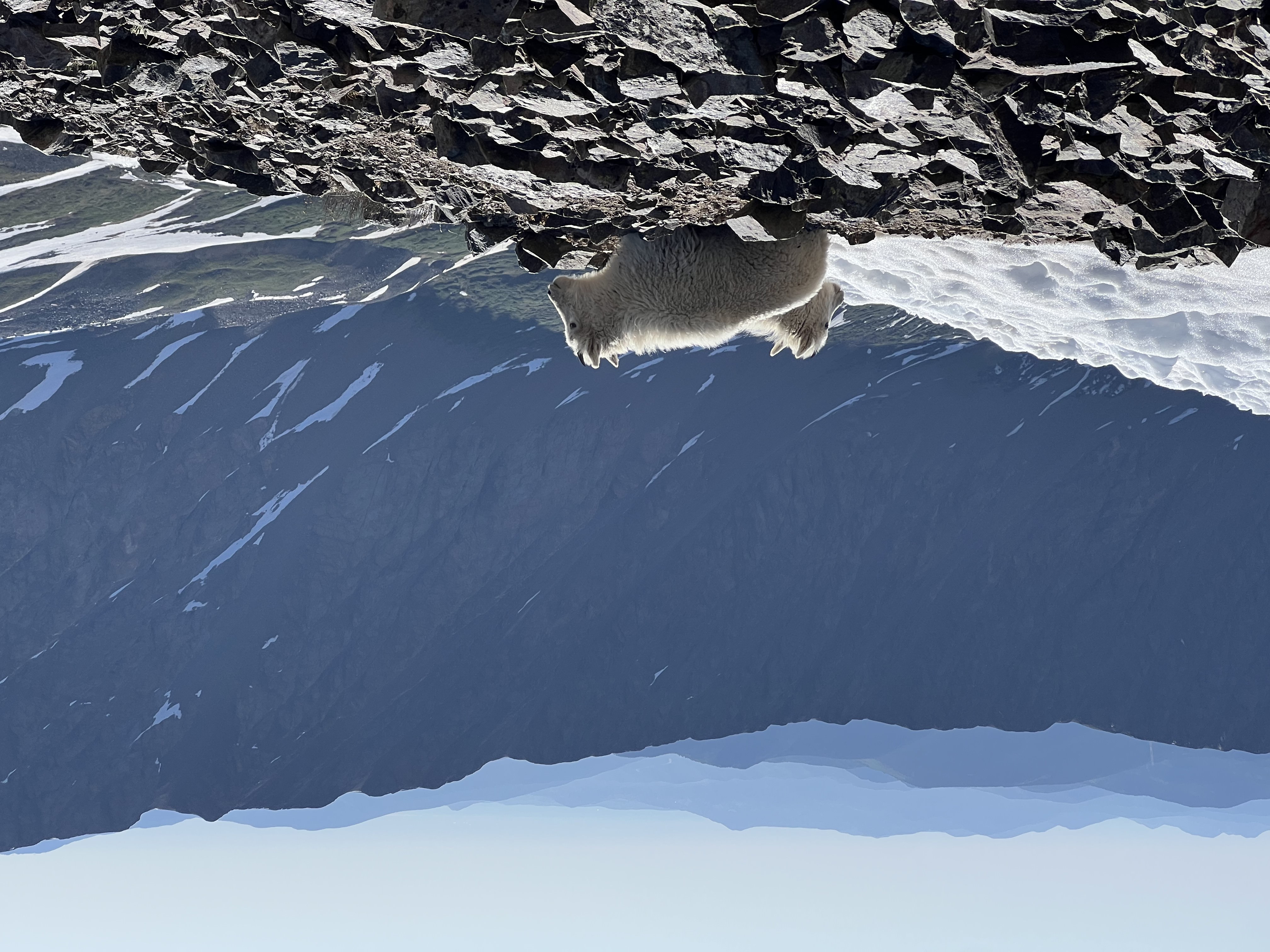 Image of mountain goats